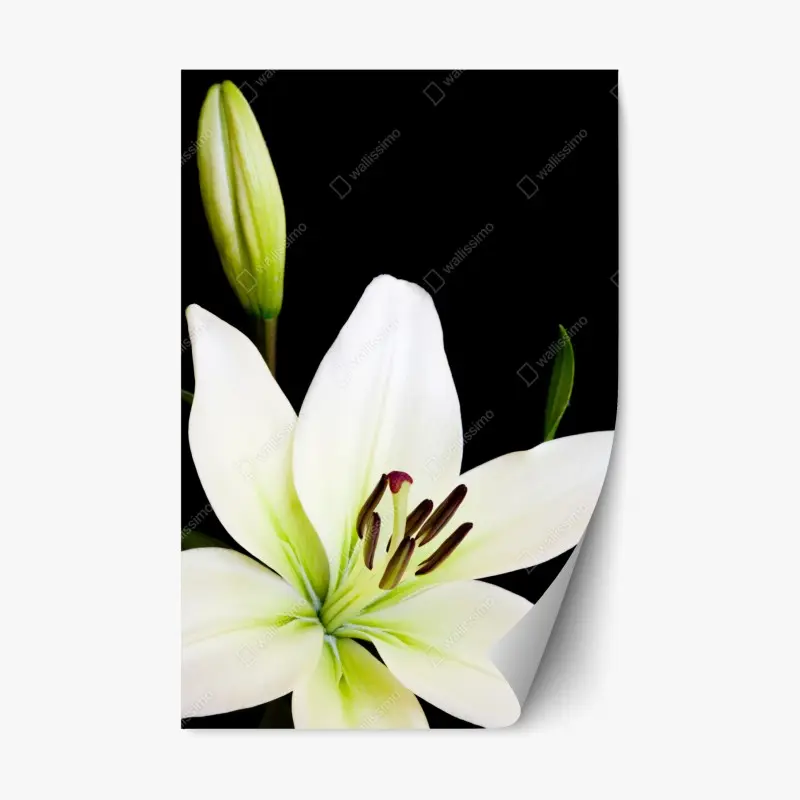 Repositionable sticker white lily bloom on black background