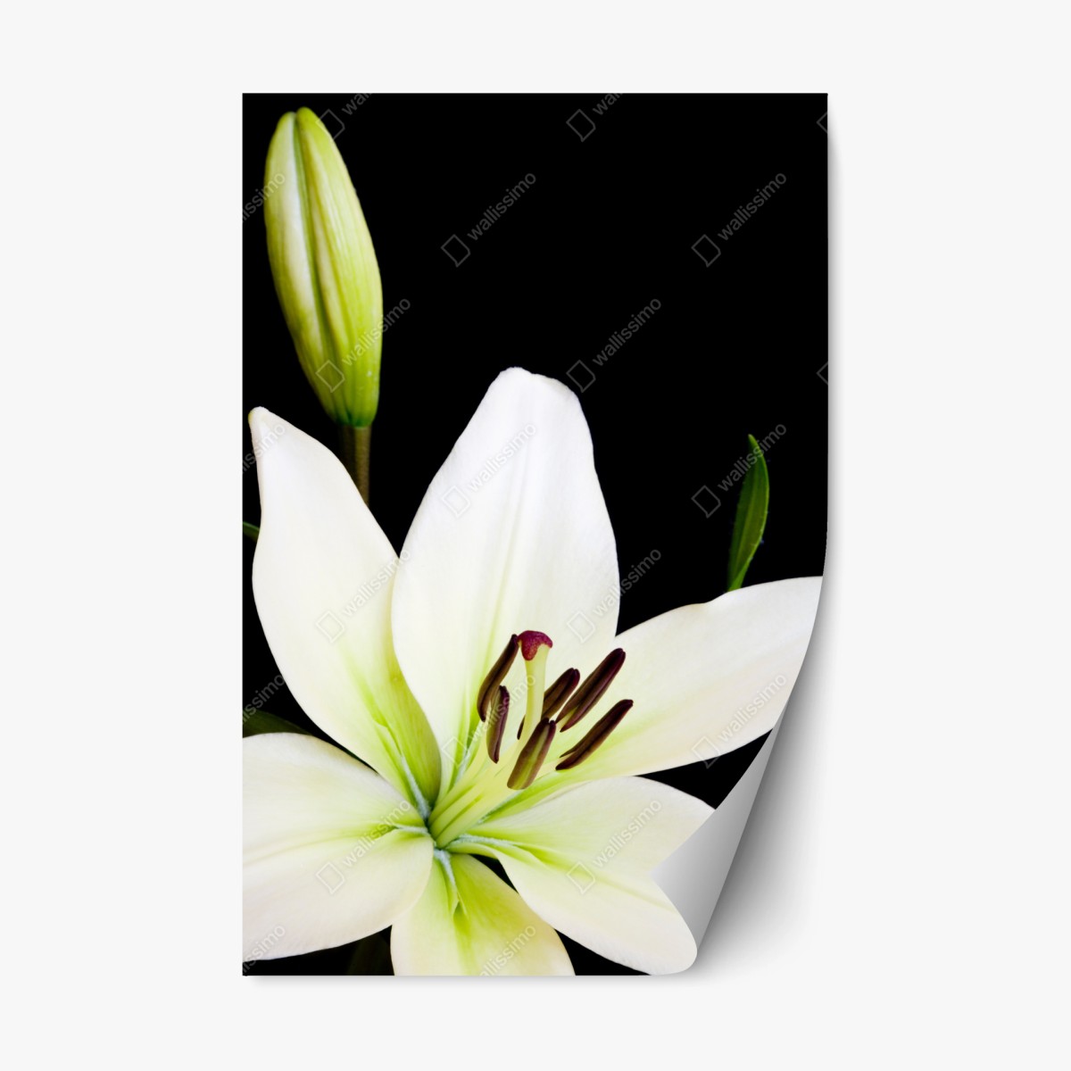 Repositionable sticker white lily bloom on black background • Wallissimo® Repositionable sticker white lily bloom on black background • Wallissimo®