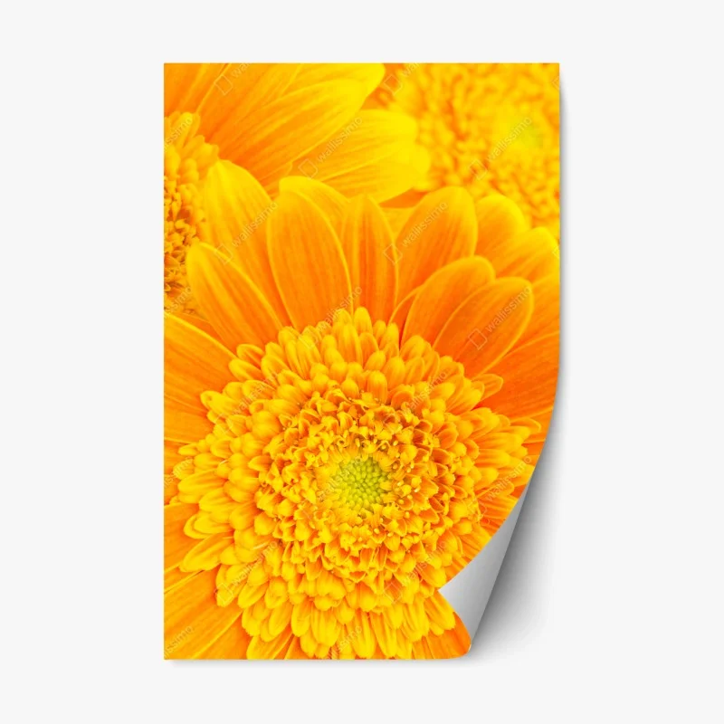 Repositionable sticker vibrant orange gerbera bloom close-up