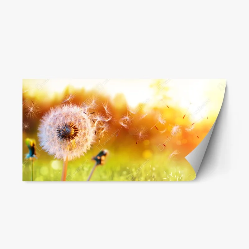 Repositionable sticker golden dandelion seeds at sunset