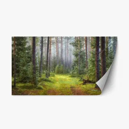 Repositionable sticker misty pine forest trail • Wallissimo®