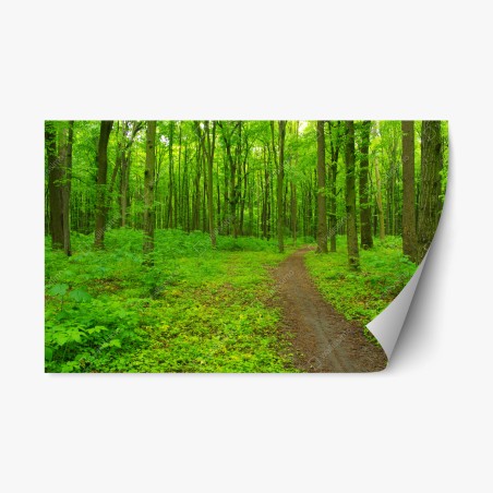 Repositionable sticker serene green forest trail • Wallissimo®