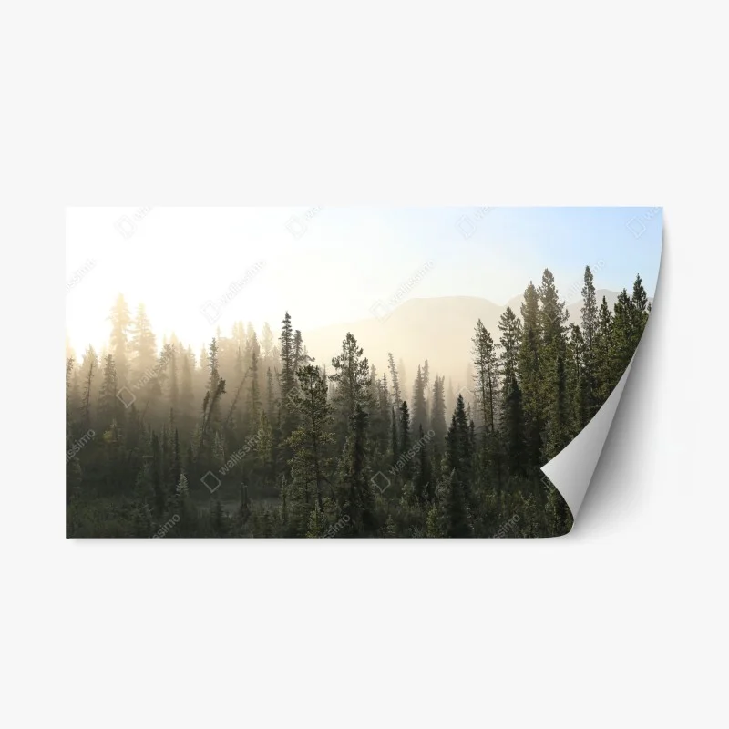 Repositionable sticker misty pine forest at sunrise ⁕ Wallissimo®