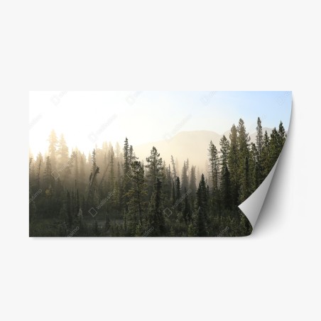 Repositionable sticker misty pine forest at sunrise • Wallissimo®