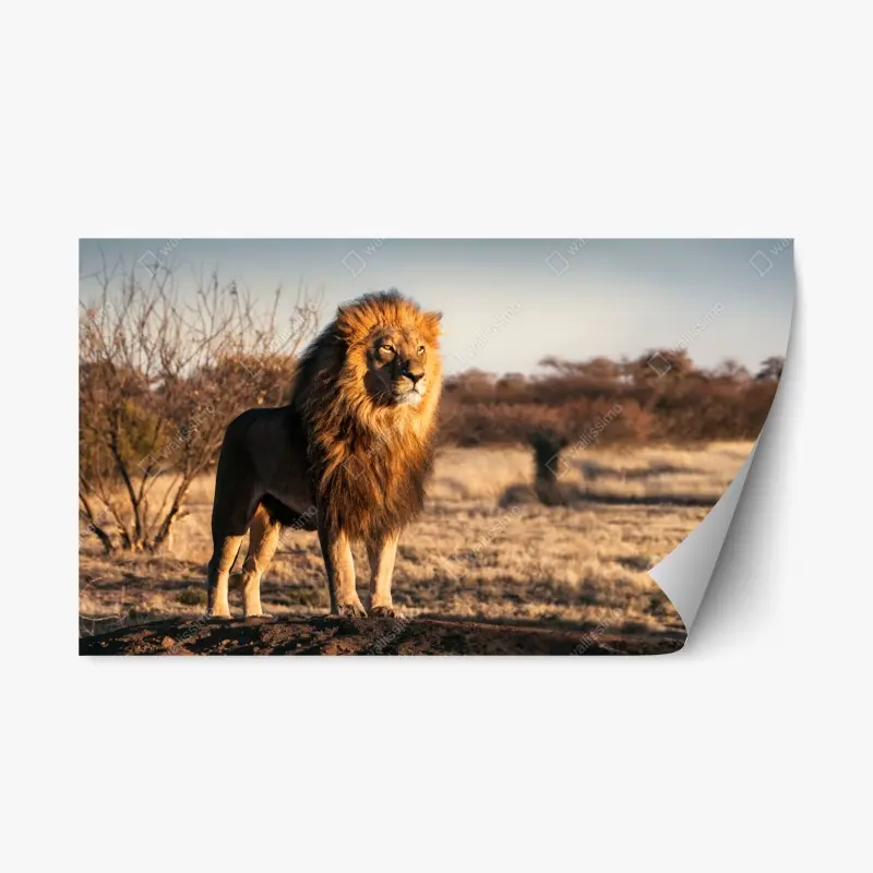 Repositionable sticker • Wallissimo®