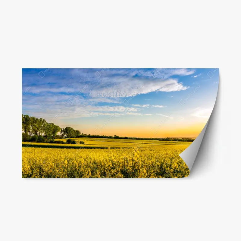 Repositionable sticker sunlit canola field at sunset