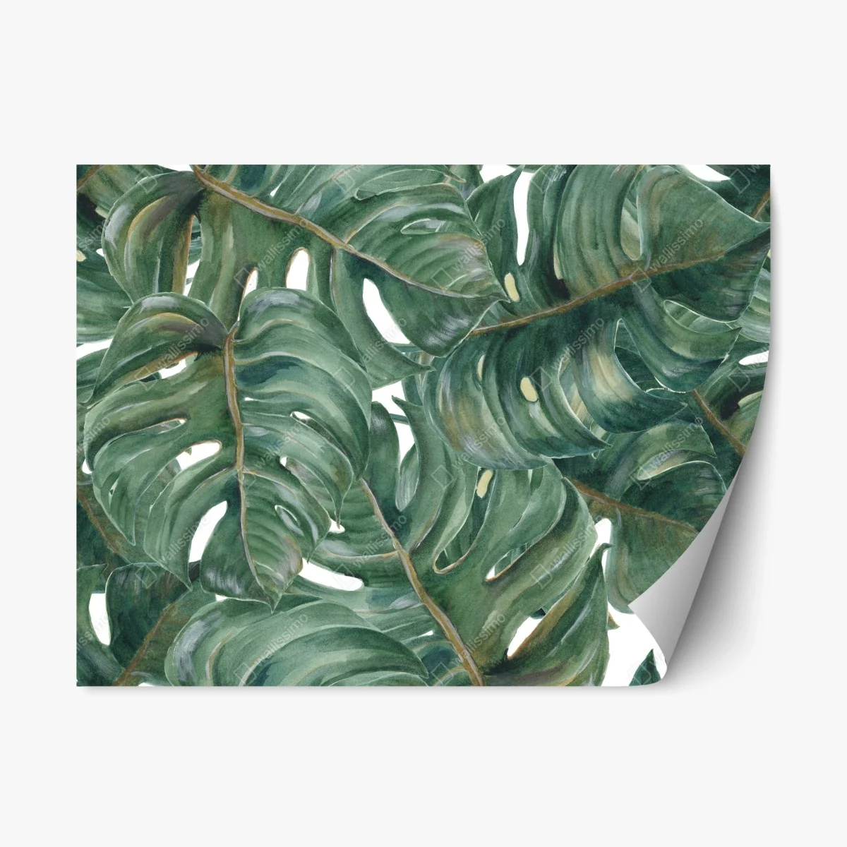 Repositionable sticker lush monstera watercolor leaves • Wallissimo® Repositionable sticker lush monstera watercolor leaves • Wallissimo®