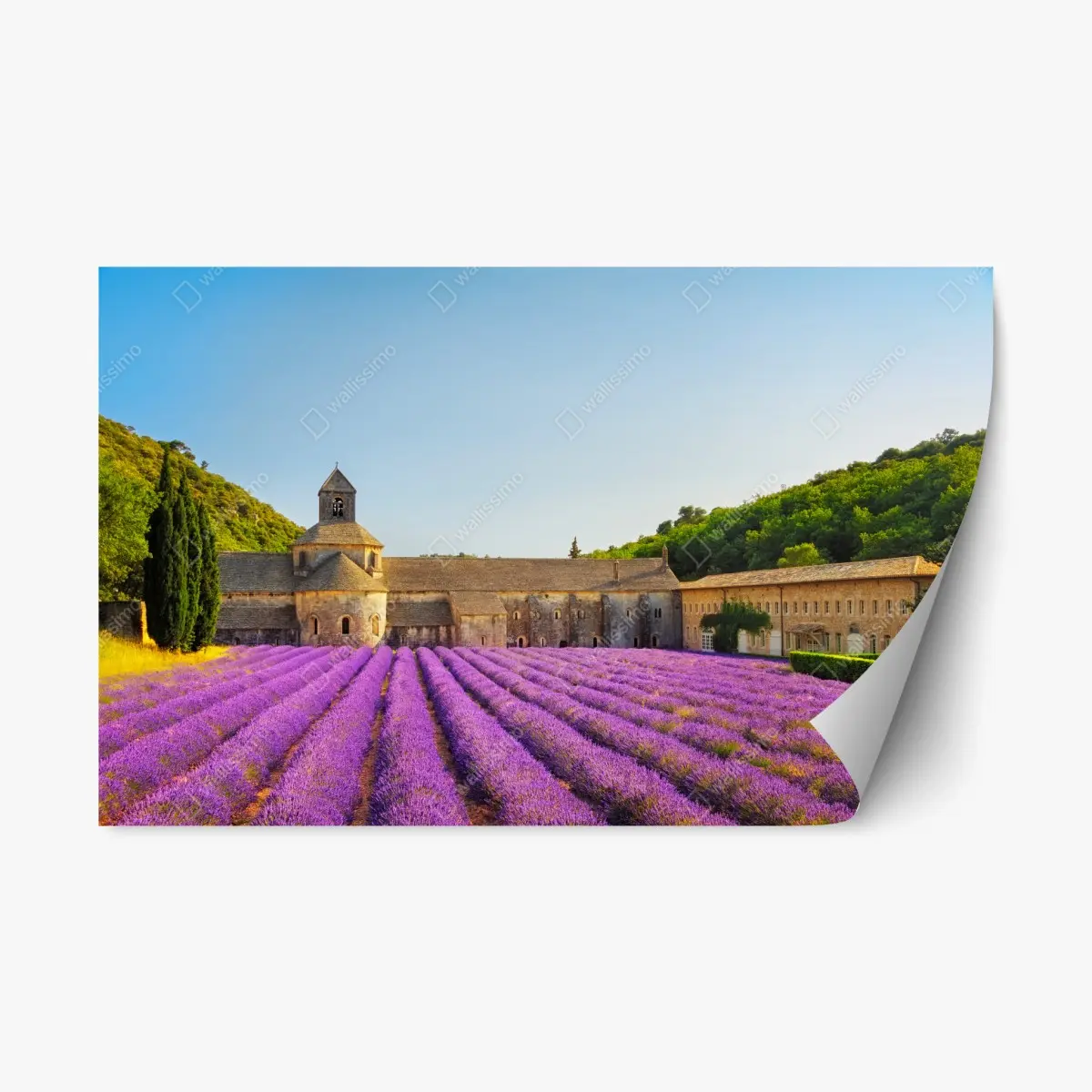 Repositionable sticker lavender fields at Abbey of Sénanque, Provence • Wallissimo® Repositionable sticker lavender fields at Abbey of Sénanque, Provence • Wallissimo®
