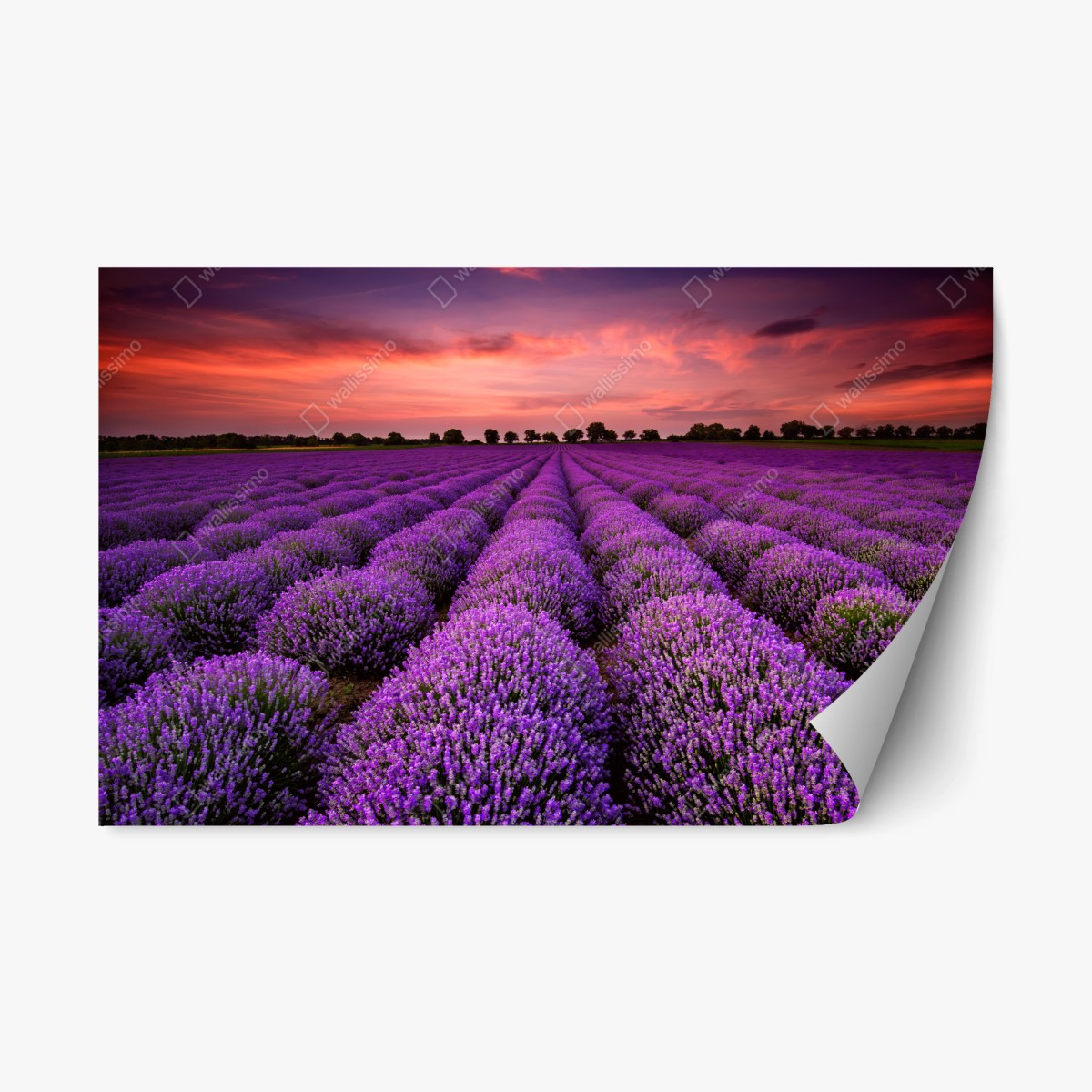 Repositionable sticker lavender field at sunset • Wallissimo® Repositionable sticker lavender field at sunset • Wallissimo®
