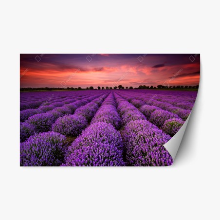Repositionable sticker lavender field at sunset • Wallissimo®