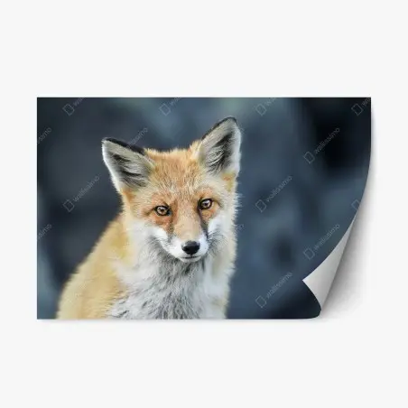Repositionable sticker red fox close-up portrait • Wallissimo®