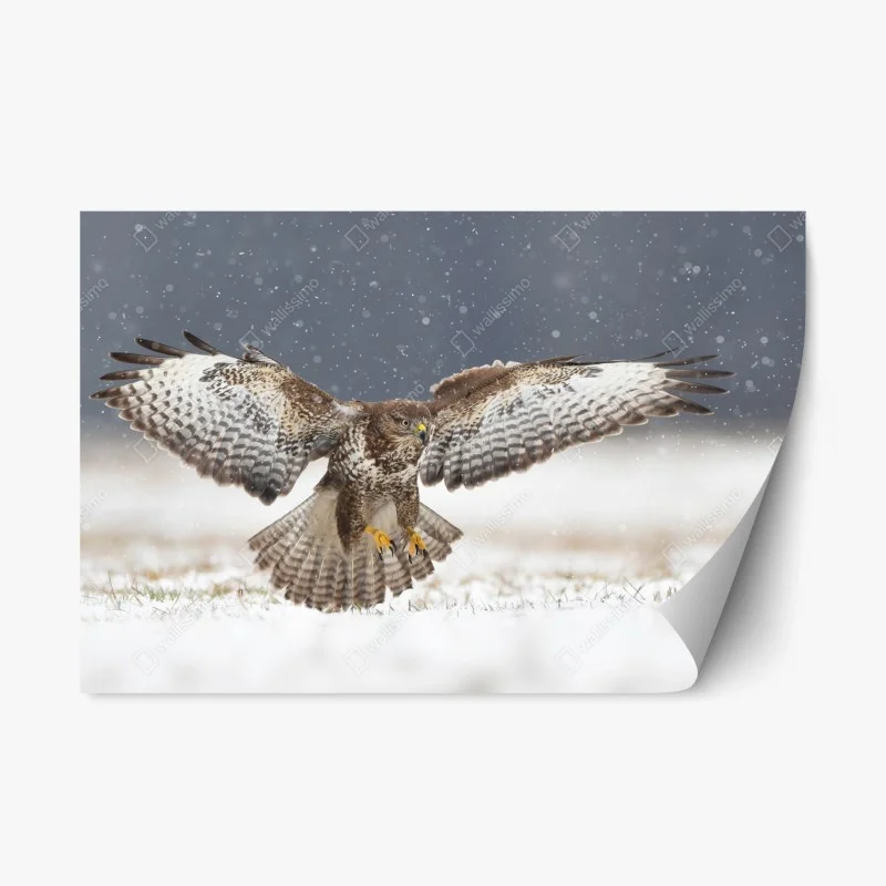 Repositionable sticker common buzzard landing in snow