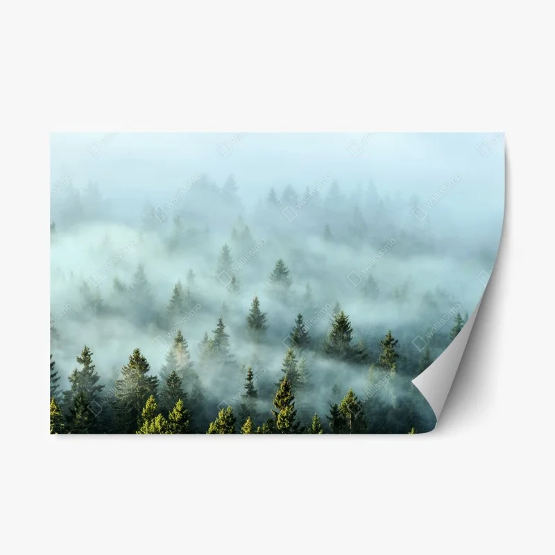 Repositionable sticker misty fir forest in morning fog