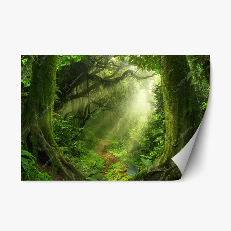 Repositionable sticker sunlit mossy forest trail