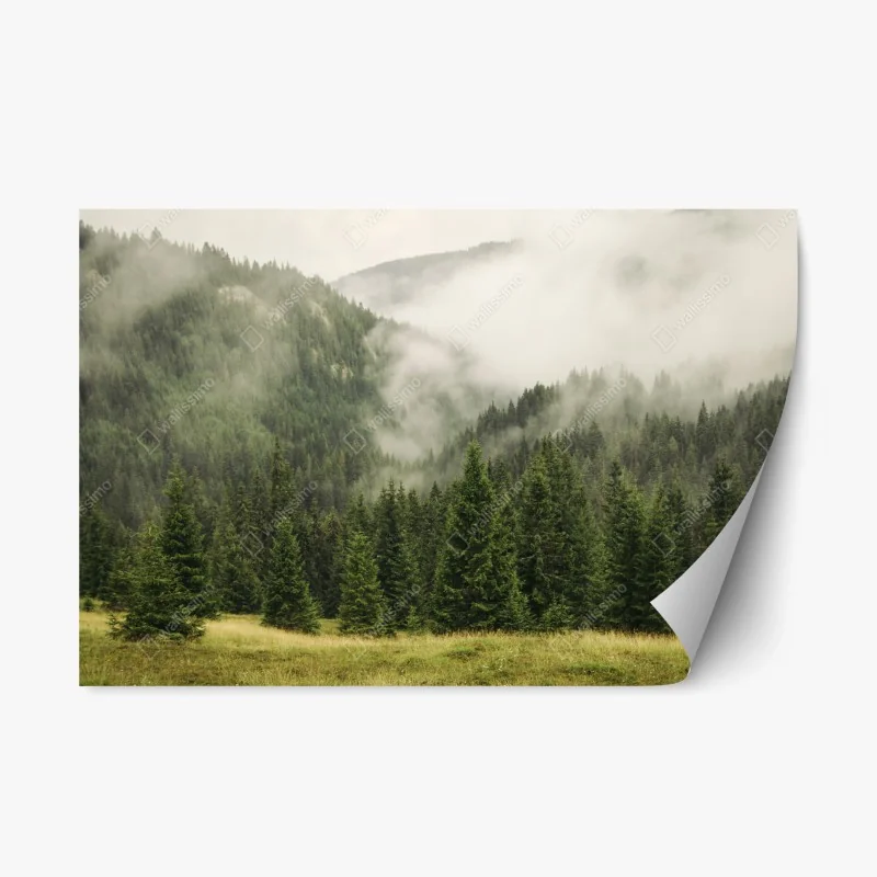 Repositionable sticker misty evergreen forest landscape