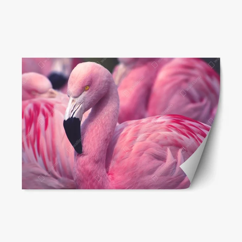 Repositionable sticker pink flamingo close-up portrait