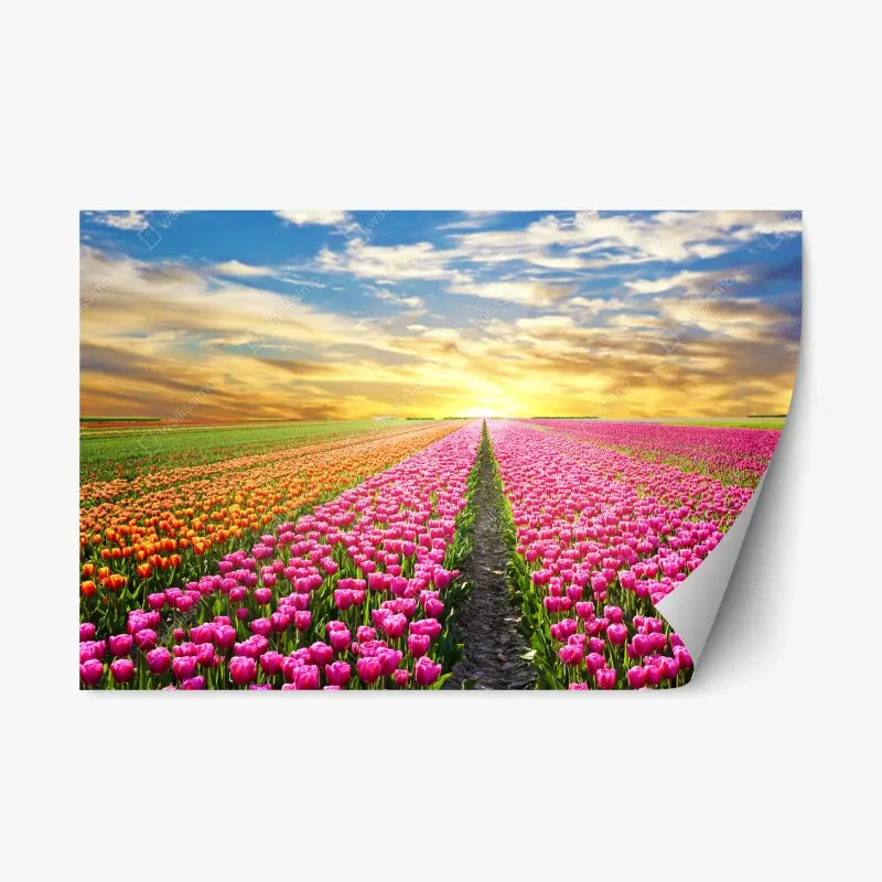 Repositionable sticker sunrise over tulip fields in Netherlands