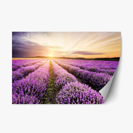 Repositionable sticker sunrise over lavender fields, Bulgaria • Wallissimo®