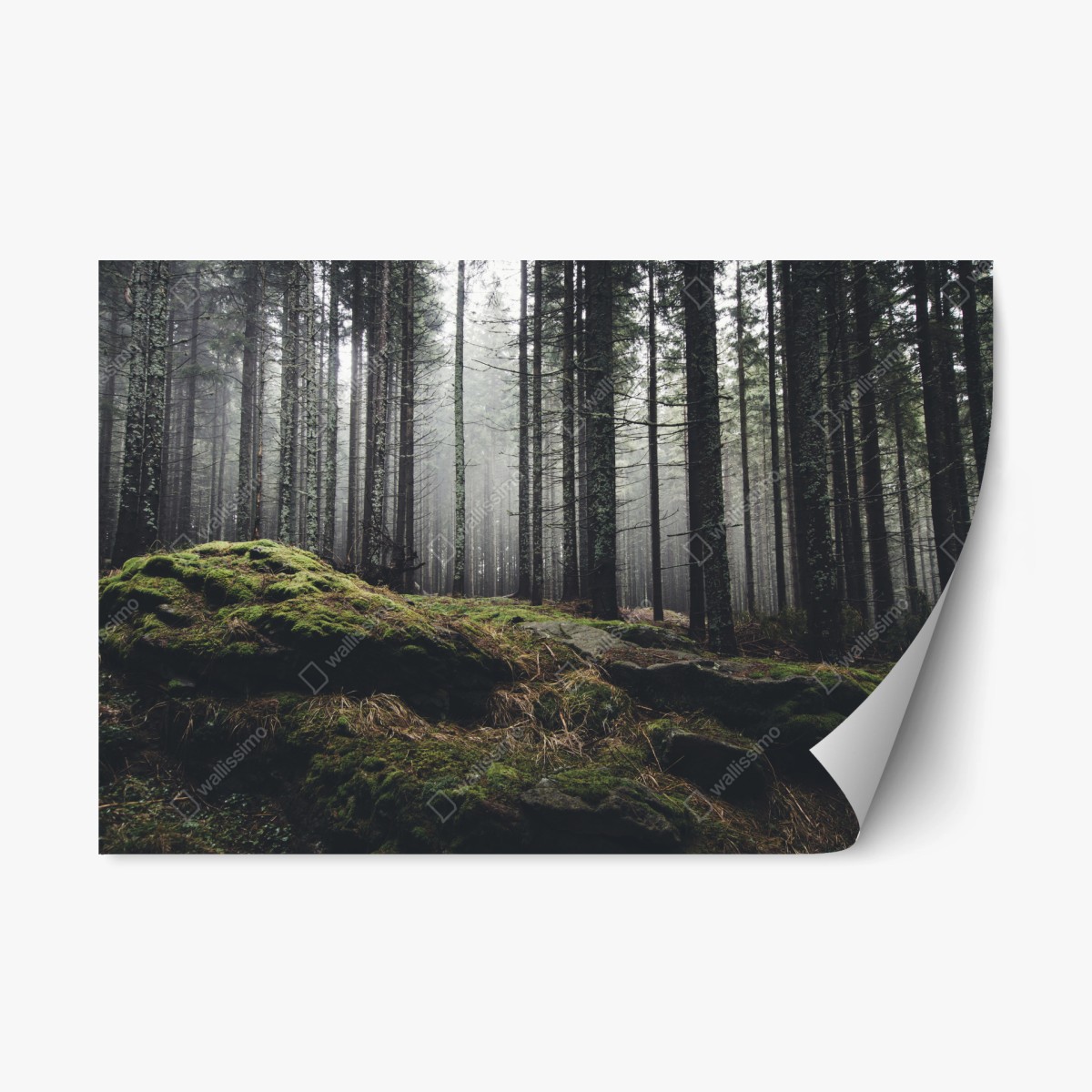 Repositionable sticker misty mossy forest landscape • Wallissimo® Repositionable sticker misty mossy forest landscape • Wallissimo®