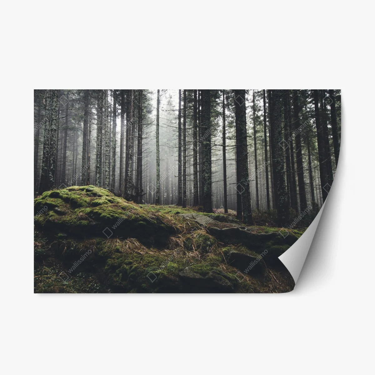 Repositionable sticker misty mossy forest landscape • Wallissimo® Repositionable sticker misty mossy forest landscape • Wallissimo®