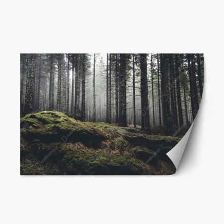 Repositionable sticker misty mossy forest landscape • Wallissimo®