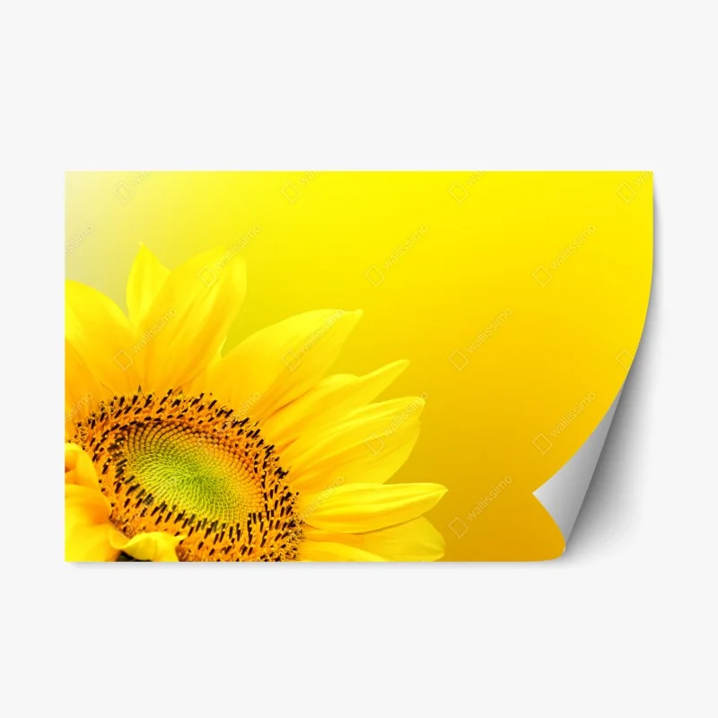 Repositionable sticker vibrant sunflower close-up on yellow background