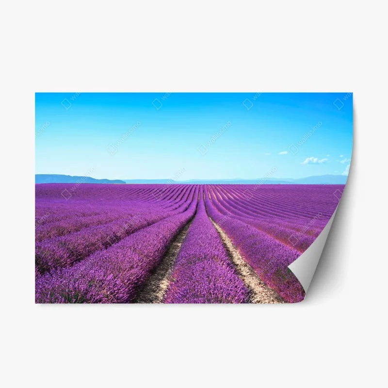 Repositionable sticker lavender fields under blue sky ⁕ Wallissimo®