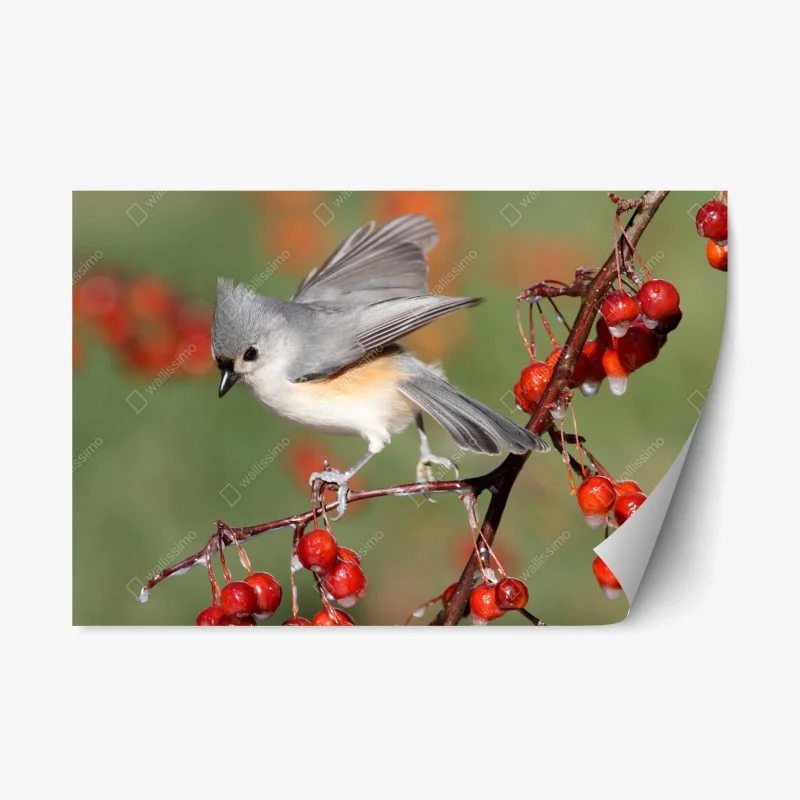 Repositionable sticker gray titmouse on red berries