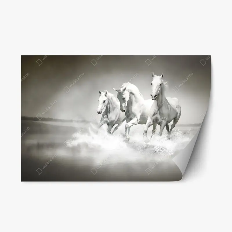 Repositionable sticker three white horses running through water