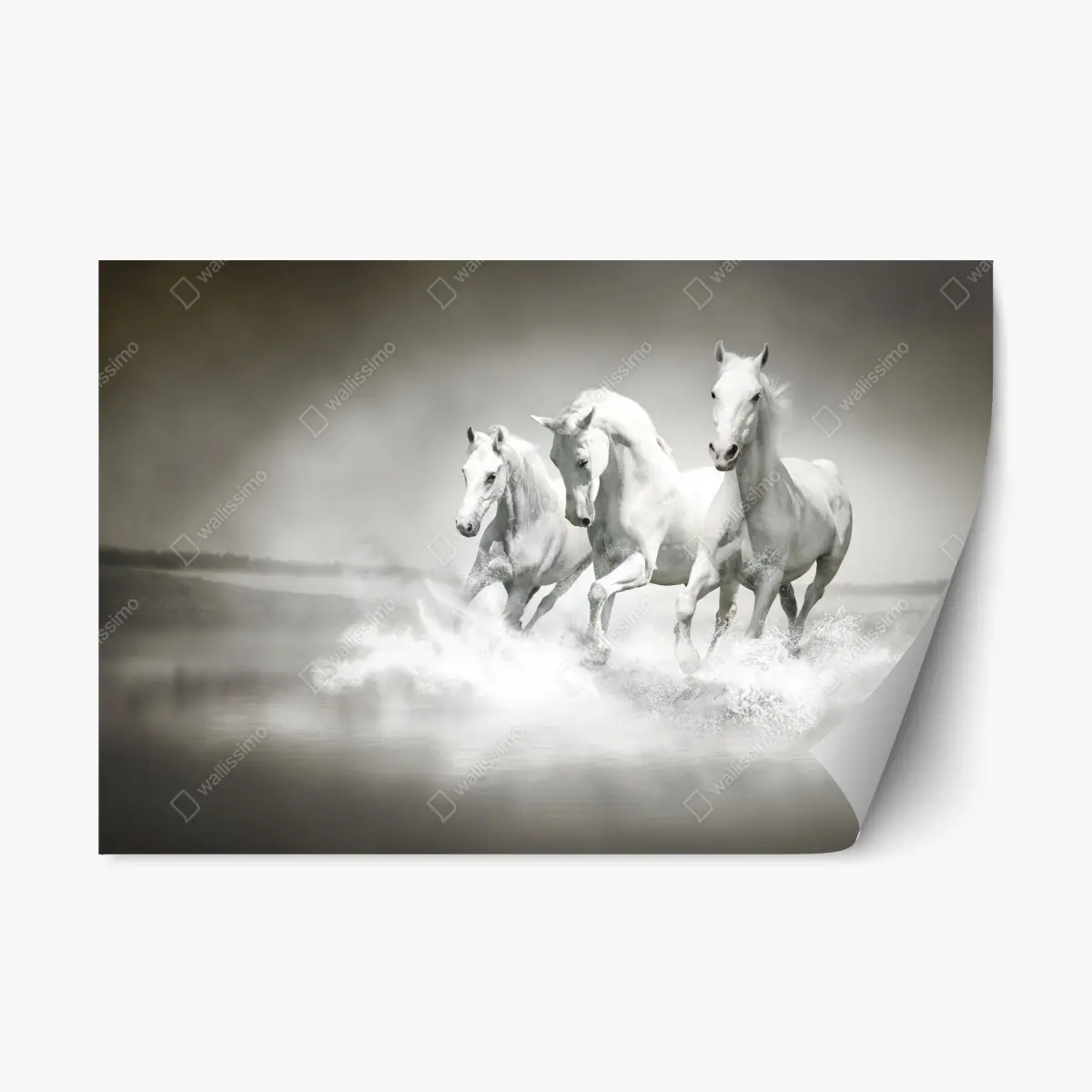 Repositionable sticker three white horses running through water • Wallissimo® Repositionable sticker three white horses running through water • Wallissimo®