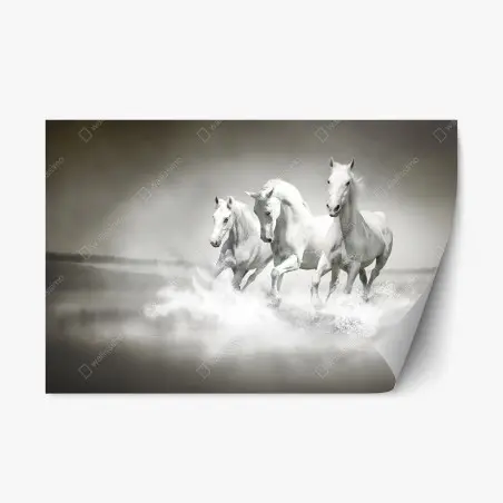Repositionable sticker three white horses running through water • Wallissimo®