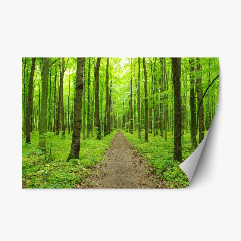 Repositionable sticker serene green forest path