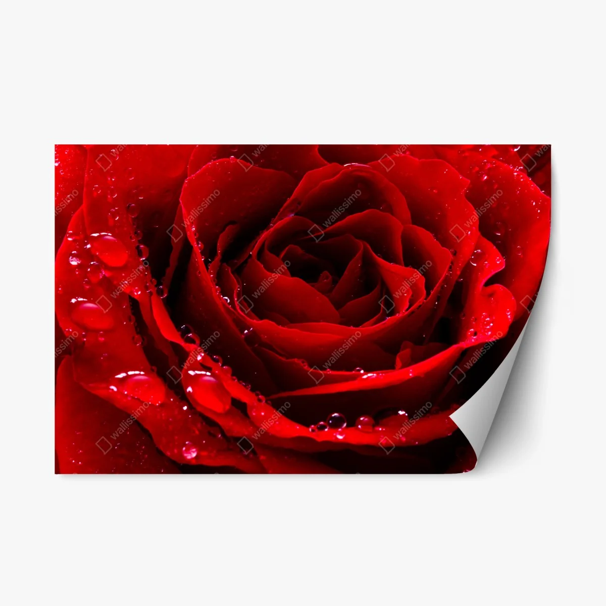 Repositionable sticker vibrant red rose close-up • Wallissimo® Repositionable sticker vibrant red rose close-up • Wallissimo®