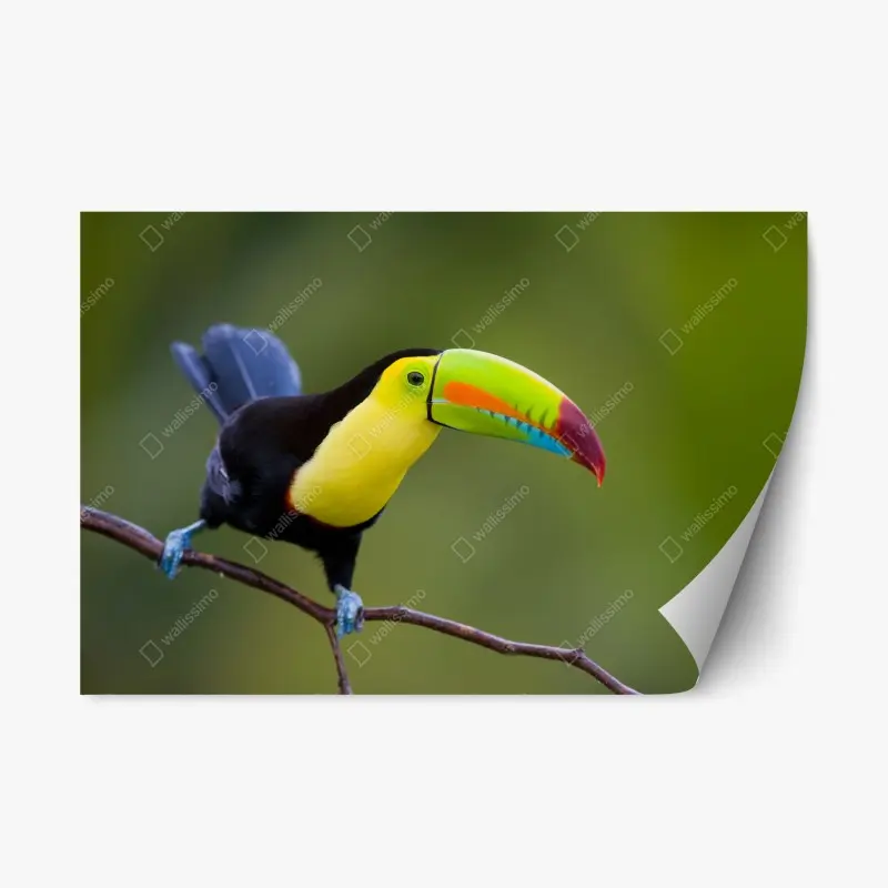Repositionable sticker vibrant keel-billed toucan portrait