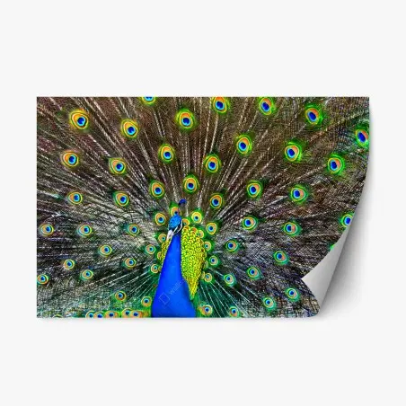 Repositionable sticker vibrant peacock feather display • Wallissimo®