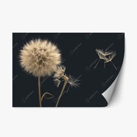 Repositionable sticker delicate dandelion seeds on dark background • Wallissimo®