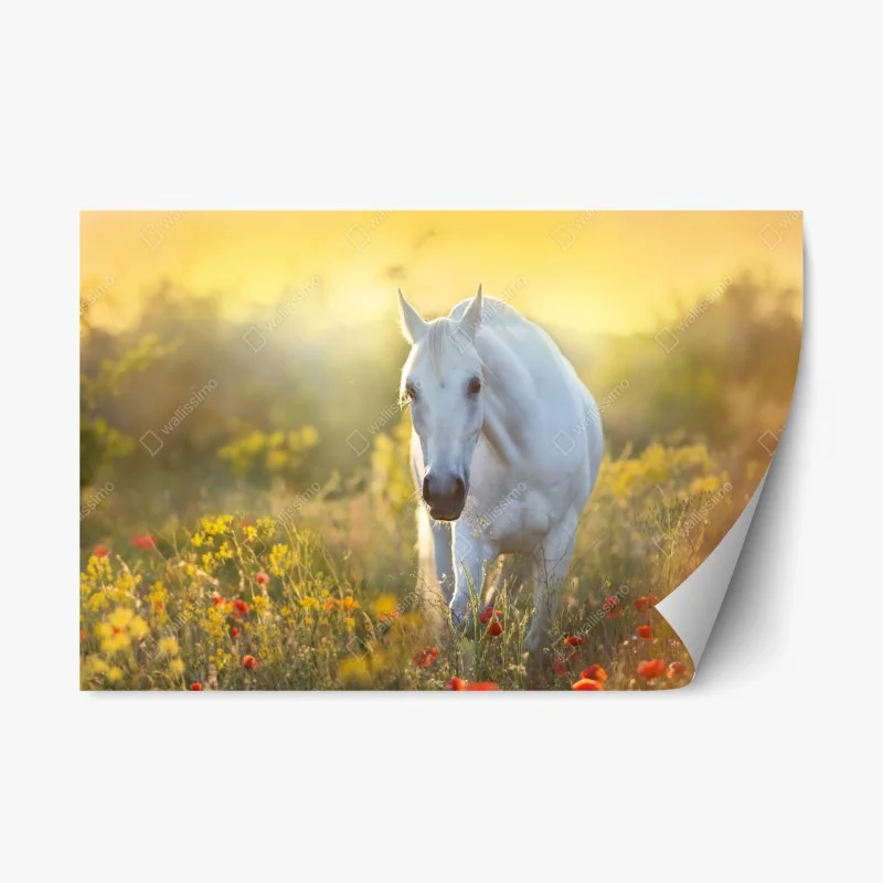 Repositionable sticker white horse in poppy meadow at sunrise