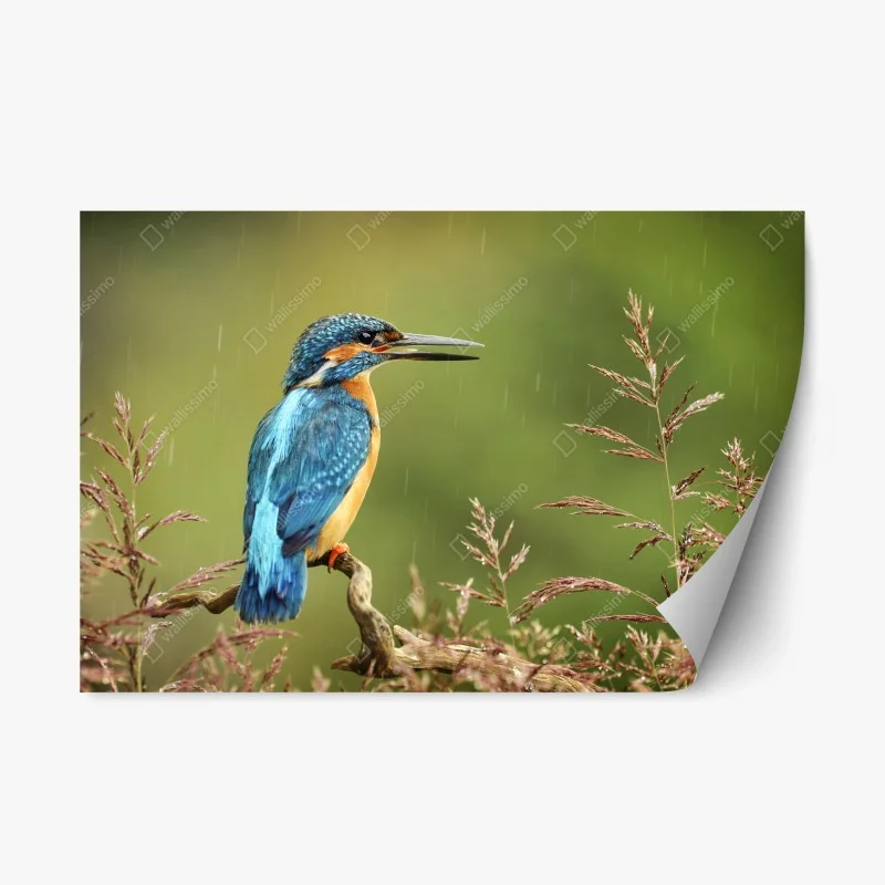 Repositionable sticker vibrant kingfisher in the rain