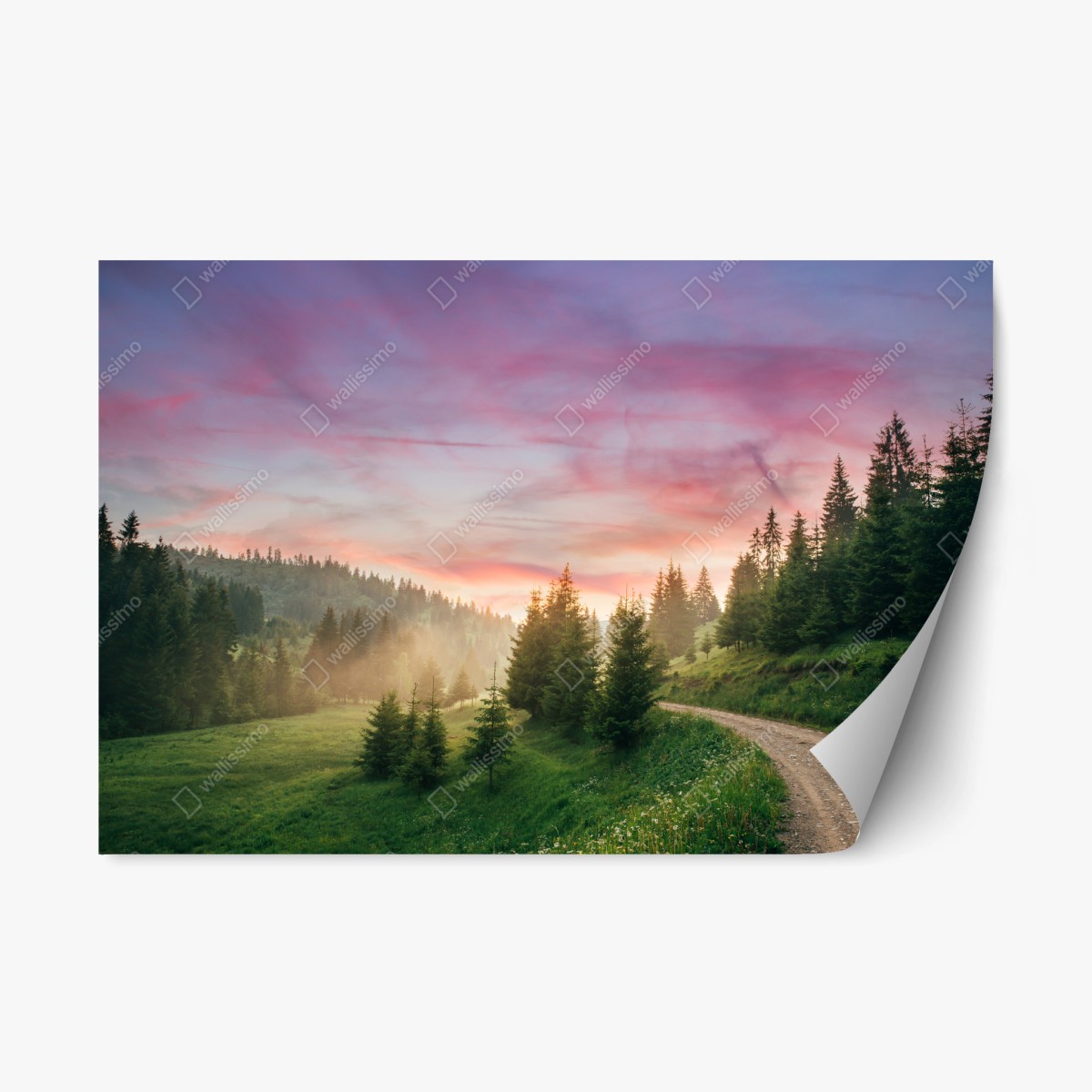 Repositionable sticker misty sunset in the pine forest ⁕ Wallissimo® Repositionable sticker misty sunset in the pine forest ⁕ Wallissimo®
