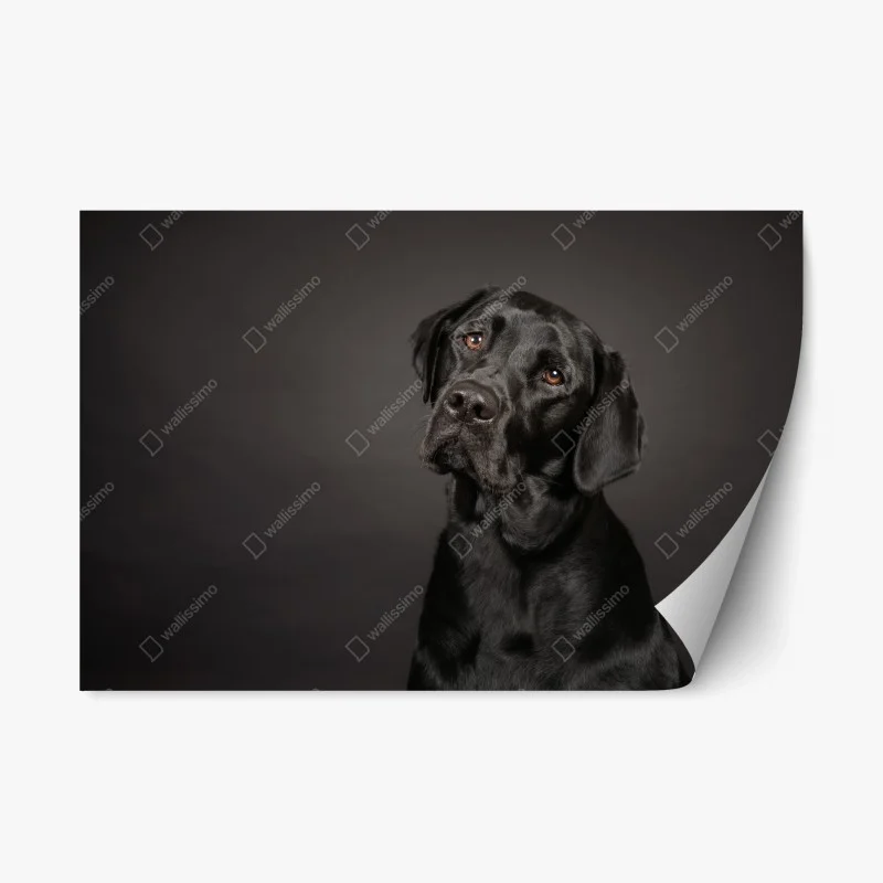 Repositionable sticker black labrador studio portrait