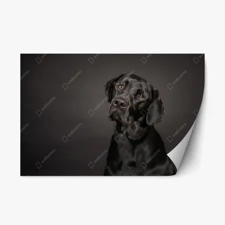 Repositionable sticker black labrador studio portrait • Wallissimo®