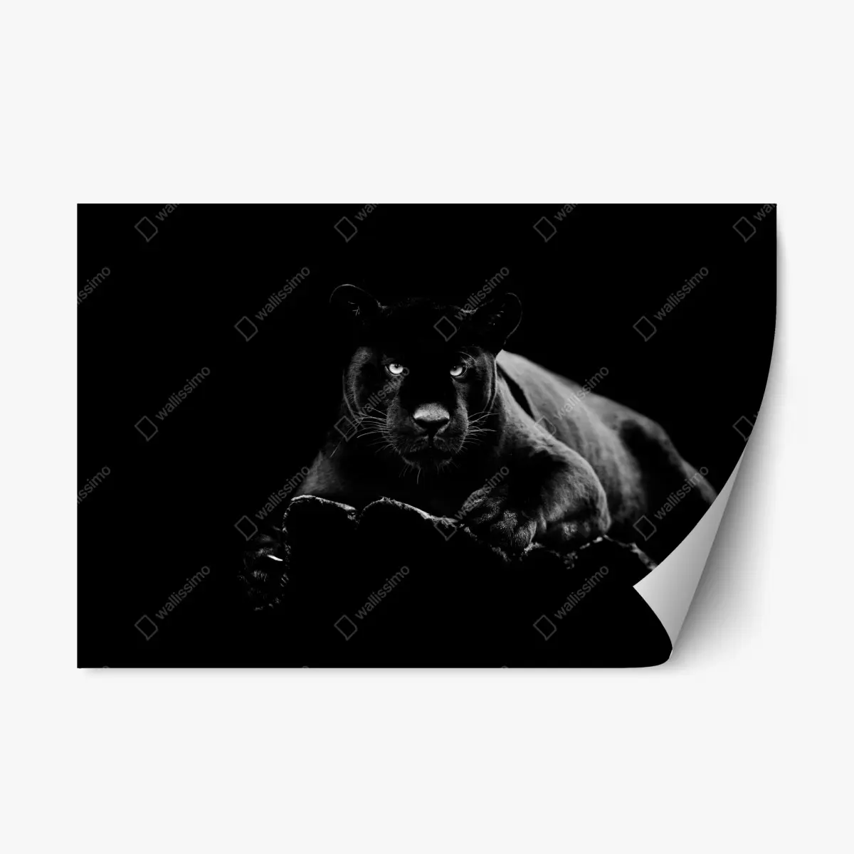 Repositionable sticker majestic black panther portrait • Wallissimo® Repositionable sticker majestic black panther portrait • Wallissimo®