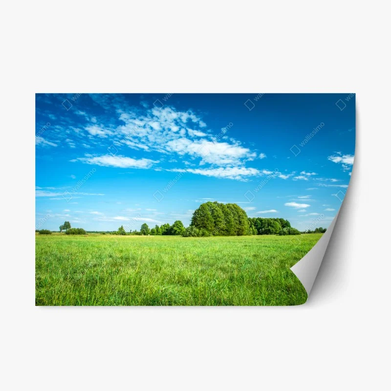 Repositionable sticker sunlit green meadow under a blue sky