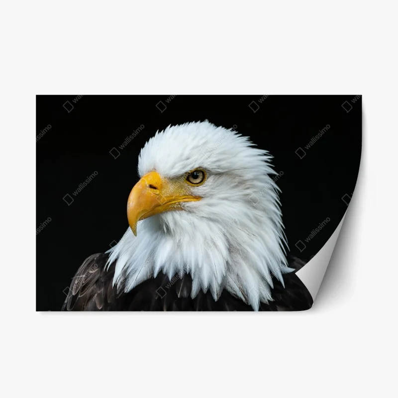 Repositionable sticker majestic bald eagle portrait