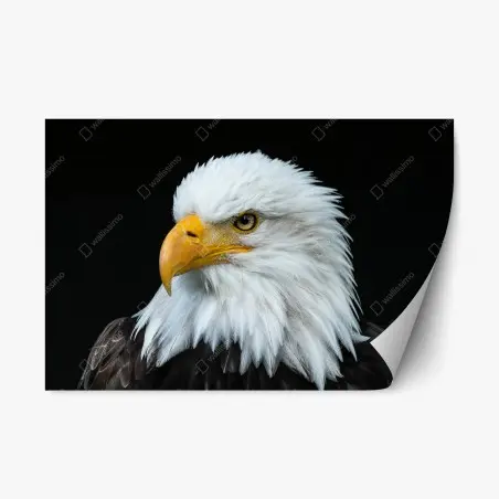Repositionable sticker majestic bald eagle portrait • Wallissimo®