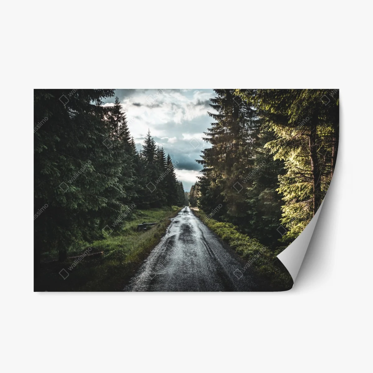 Repositionable sticker forest road through misty pines ⁕ Wallissimo® Repositionable sticker forest road through misty pines ⁕ Wallissimo®