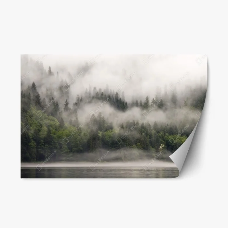 Repositionable sticker misty coastal forest, British Columbia