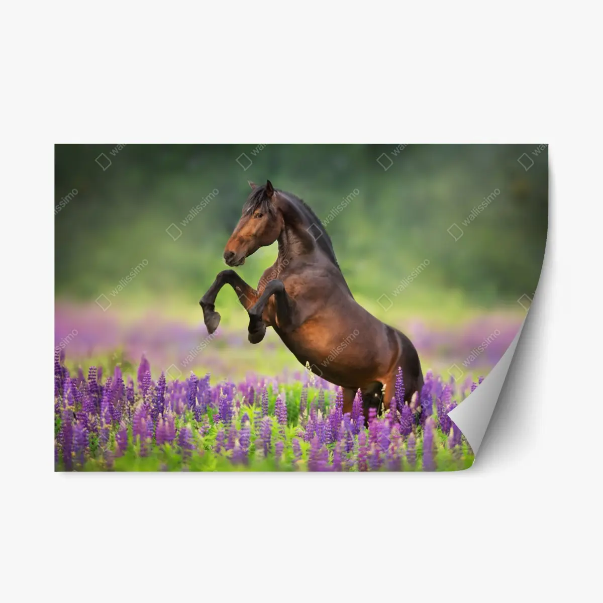 Repositionable sticker bay stallion rearing in lupin meadow ⁕ Wallissimo® Repositionable sticker bay stallion rearing in lupin meadow ⁕ Wallissimo®