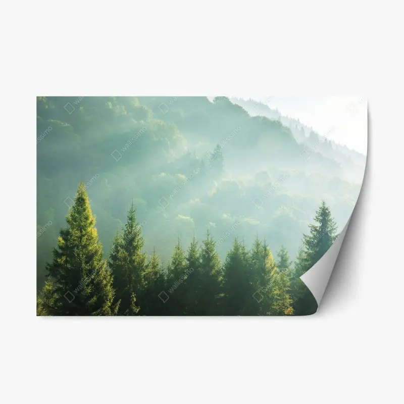 Repositionable sticker misty spruce treetops at sunrise