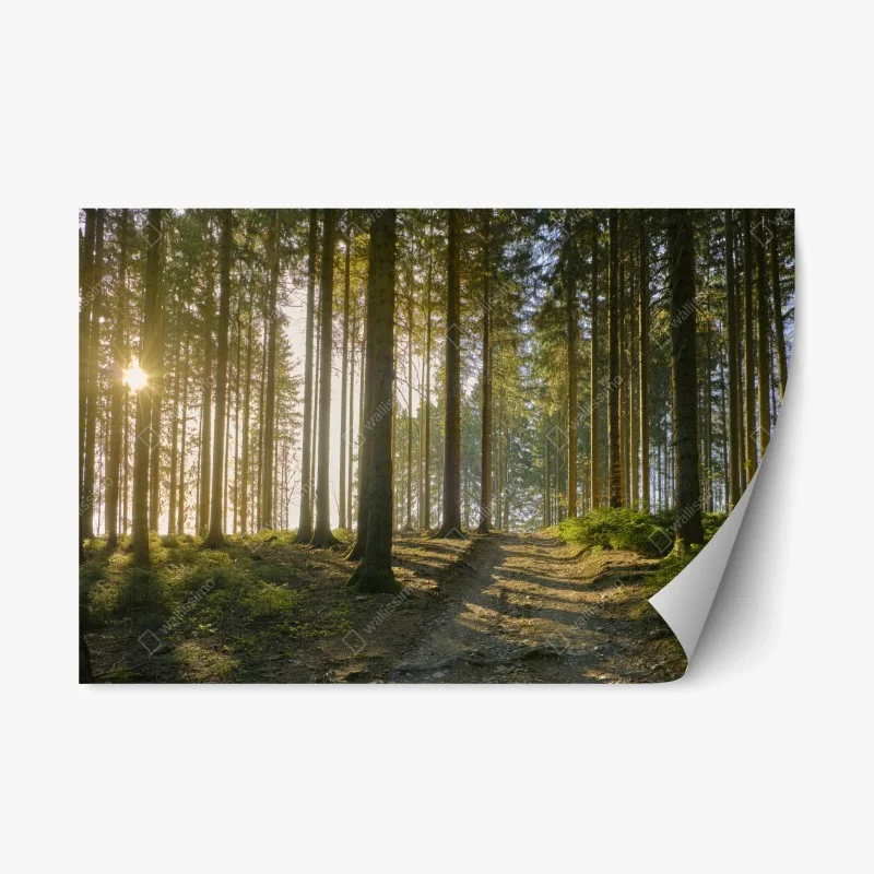 Repositionable sticker sunlit forest trail at dawn